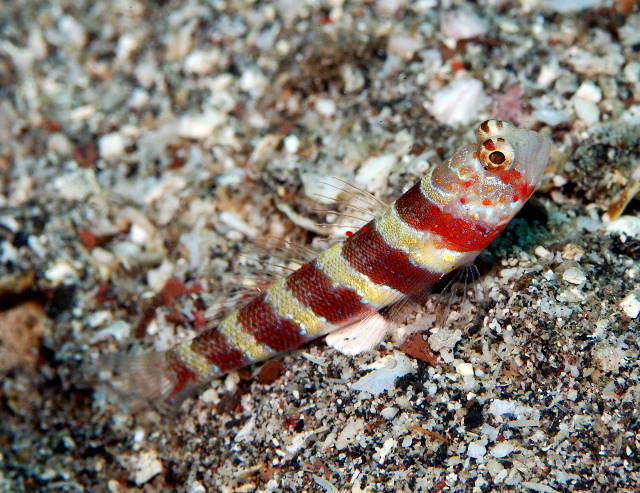 Amblyeleotris fasciata